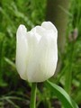 Tulip White Dream